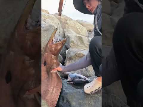 Beautiful fish 🐠 #trending #fishing #satisfafying #funnyanimal #viralvideo #fyp