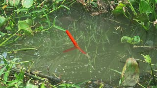 Móc Lỗ Dưới Đám Lục Bình Đụng Liền Cặp Cá Trê Kéo Lật Ngang Cái Phao