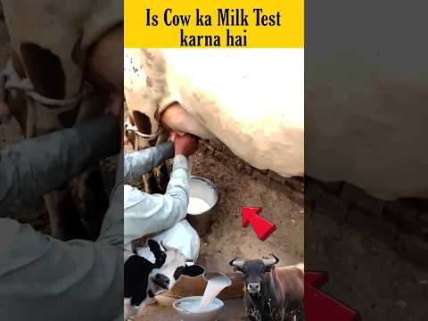 Is Cow ka Milk Check Kiya Aaj 🐮🥛 #Shorts