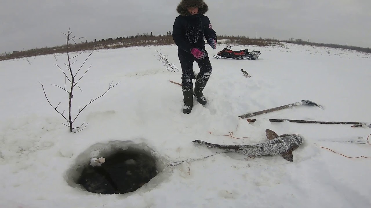 Рыбалка НАЛИМ. Такое мы видим впервые