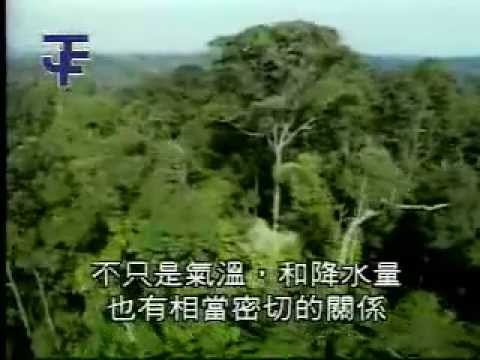 熱帶雨林景觀：婆羅洲 - YouTube