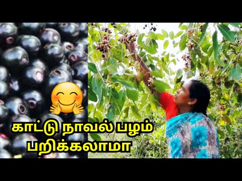 காட்டு நாவல் பழம் பறிக்கலாமா! | jamun fruits cultivation | Village thamizha village