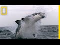 Shark Attacks in Western Australia