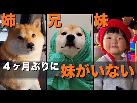 ママ＆１歳の妹がいない「寂しくも大興奮する日」を過ごす柴犬たち