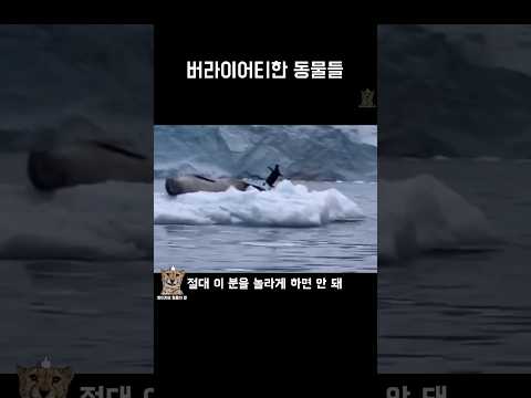 버라이어티한 동물들