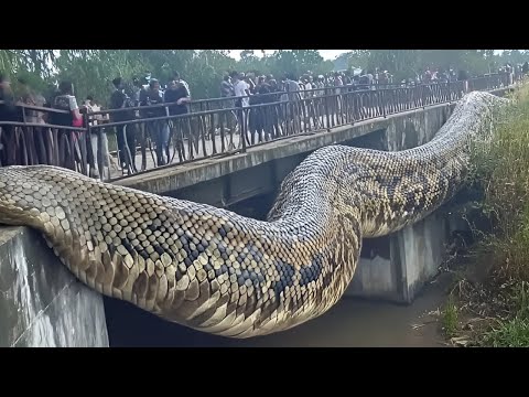 Pinaka Malaking AHAS na NA-ENGKWENTRO ng mga tao!