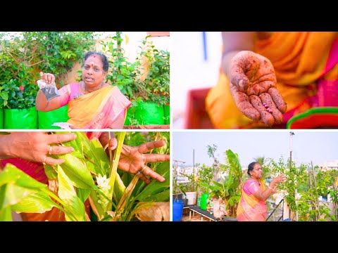 நம்ம புது GARDEN எப்படி இருக்கு |GARDEN UPDATE & NEW SEEDS |@Ammaveetusamayal