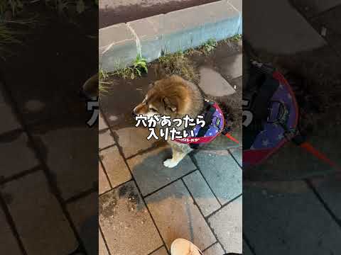張り切った柴犬の末路
