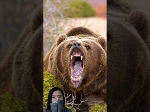 Grizzly Bear Sound  #shorts #wildlife #animalsounds #bears