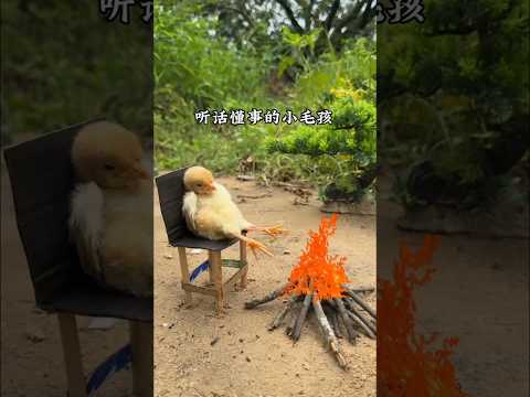 Hen 😍 ~ mini woodtoy-woodworking art skill/ handcrafts/ #shorts