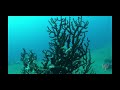 Ecological Succession on SS President Coolidge