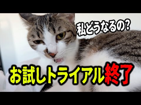 【保護猫】お試しトライアル終了の日、、、