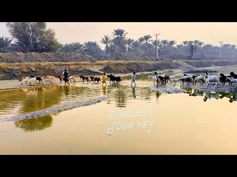 Nomadic Shepherds and Their Goats: An Endless Journey