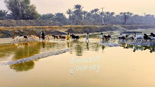 Nomadic Shepherds and Their Goats: An Endless Journey