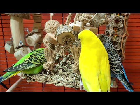 7 hours of budgie sounds