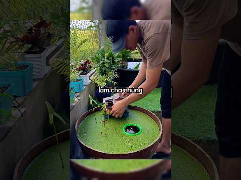 Anh chàng khôi phục lại chiếc bể cá sau vài tháng xa cách ☺️