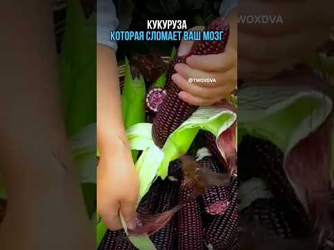 Редкая кукуруза