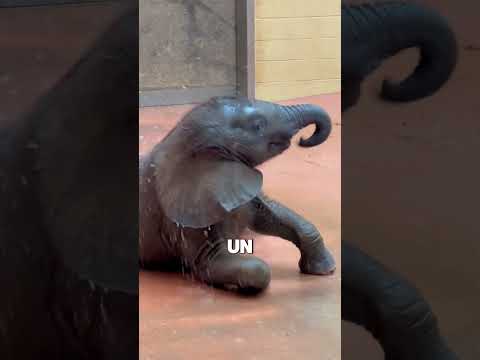 Gli Elefanti Amano I Loro Cuccioli 🥰(Crediti:@ivan_carter su TT)