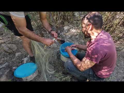 serpmeyle balıktaydık masigir şiva