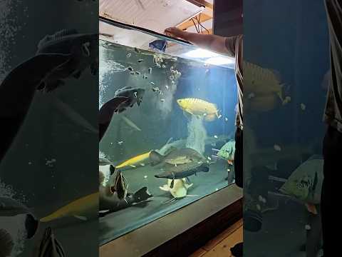 Unbelievable 11,000 litre monster fish feeding ๐๐ฅ