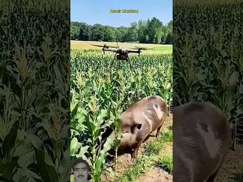 Drone to kill harmful pigs