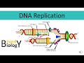 Exploring DNA Replication and Enzymatic Functions