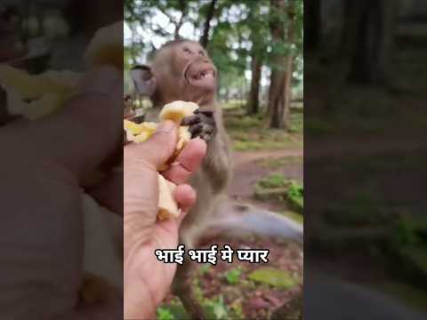 भाई भाई मे प्यार ll #monkey #animals #shorts
