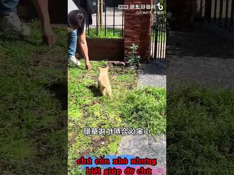 chú cún nhỏ nhưng biết giúp đỡ chủ