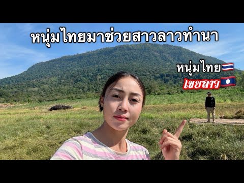 หนุ่มไทยเขยลาวมาช่วยพ่อตาแม่ยายทำนาที่สปปลาว🇱🇦