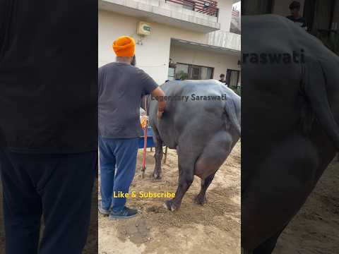 दूनिया की सबसे फेमस भैंस🔥Great Buffalo-SARASVATI 🔥 #dairy #dairyfarm #animals #buffalo #animal