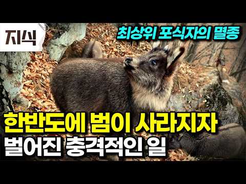 우리 생태계에서 완전히 멸종된 한국 호랑이. 범이 사라진 현재 한반도의 모습 #자연 #EBS지식