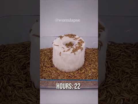 Can they eat a WHOLE toilet paper roll?