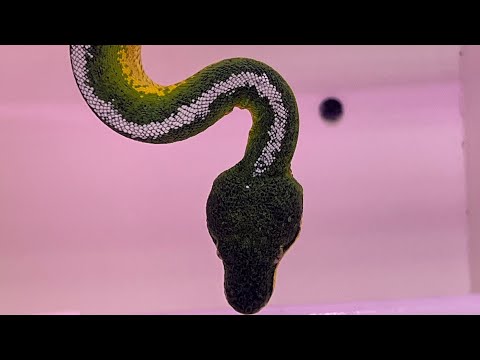 Emeralds , Boelens, Boiga and Midget Hypo Water Monitors. Bubblegum Vid