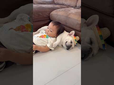 愛犬と1歳児がこんな事になってました… #犬 #赤ちゃん #フレンチブルドッグ