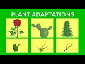 Plant Adaptations and Survival Strategies