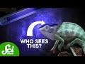 Fluorescence in Chameleons and Other Animals