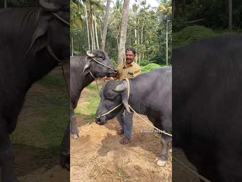 ബെന്നി ചേട്ടൻ ചിരിയൻ ഭീമൻ പോത്തുകളും|Mura buffalo Malayalam#buffalofarming