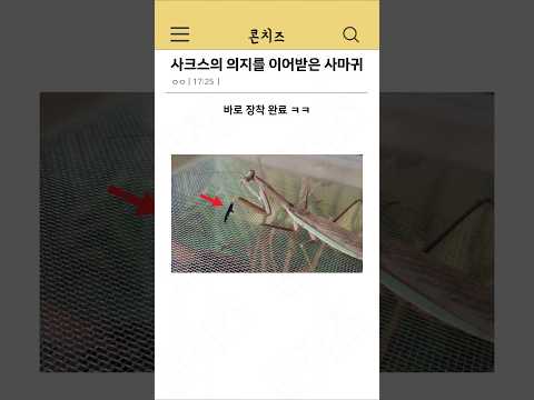 사크스의 의지를 이어받은 사마귀