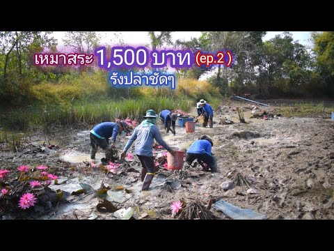 เหมาสระ 1,500 บาท ปลาเยอะจนเก็บเเทบไม่ไหว คุ้มสุดของปี (วันที่ 2) / บ้านนอก EP.454