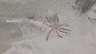 9 arm sea star!