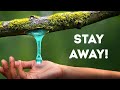 Confronting Nature's Most Dangerous Plants