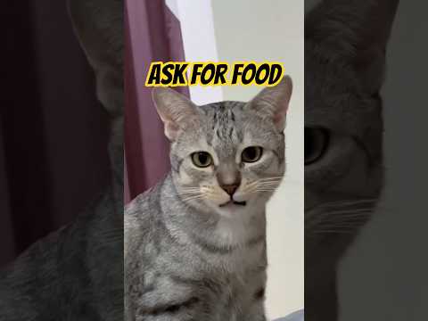 ASK FOR FOOD #cat #catlovers #catfunny #catshorts #catvideo #animals #animallovers #lucu #kocak #fyp