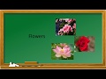 Flower Identification and Characteristics
