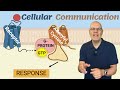 Epinephrine Signaling Pathway Concepts