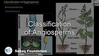 Classification of Angiosperms