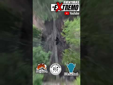 LA QUE ATACA ES LA MAMÁ OSA MIENTRAS SUS CRÍAS ESTÁN EN LOS ÁRBOLES VIDEO EN SUPERVIVENCIA SONORA