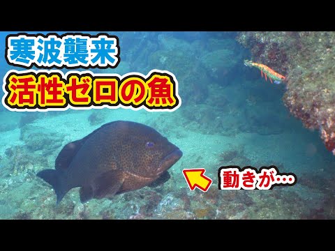 寒さで釣れなくなった魚の様子を潜って確認してみた【オオモンハタ】