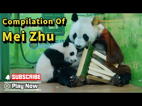 Keeping Up With Mei Zhu: The Cutest Panda Baby Compilation | iPanda