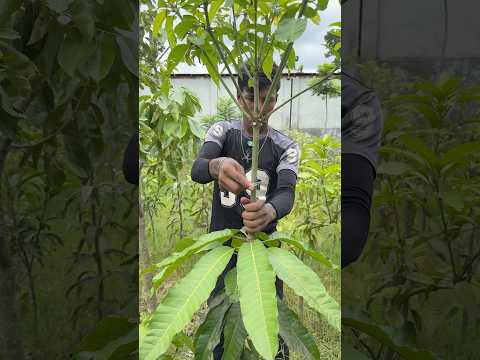 টক আম গাছ থেকে কিভাবে মিষ্টি আম গাছ তৈরি করা হয় দেখুন #agriculture #farmers