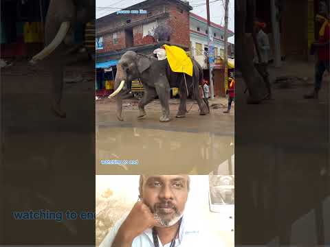 yannai padum vathani #ElephantWalk #MajesticElephant #AnimalLovers #ElephantVibes #BeautifulNature